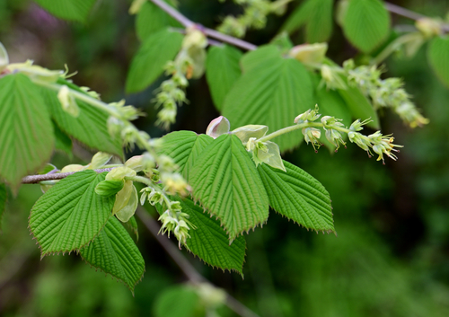 Corylopsis spicata observed 2025-04-01