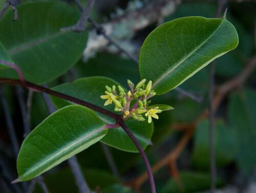 Cryptolepis cryptolepioides (Schltr.) Bullock