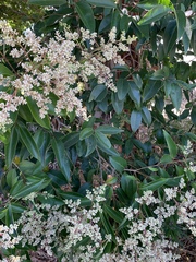 Ligustrum lucidum