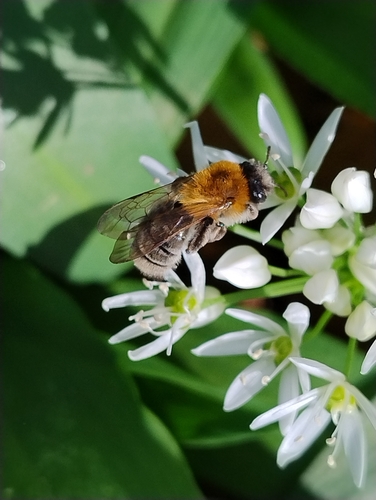 Grey-patched Mining Bee, 6525 DK Nijmegen, Netherlands, photo 6 of 10