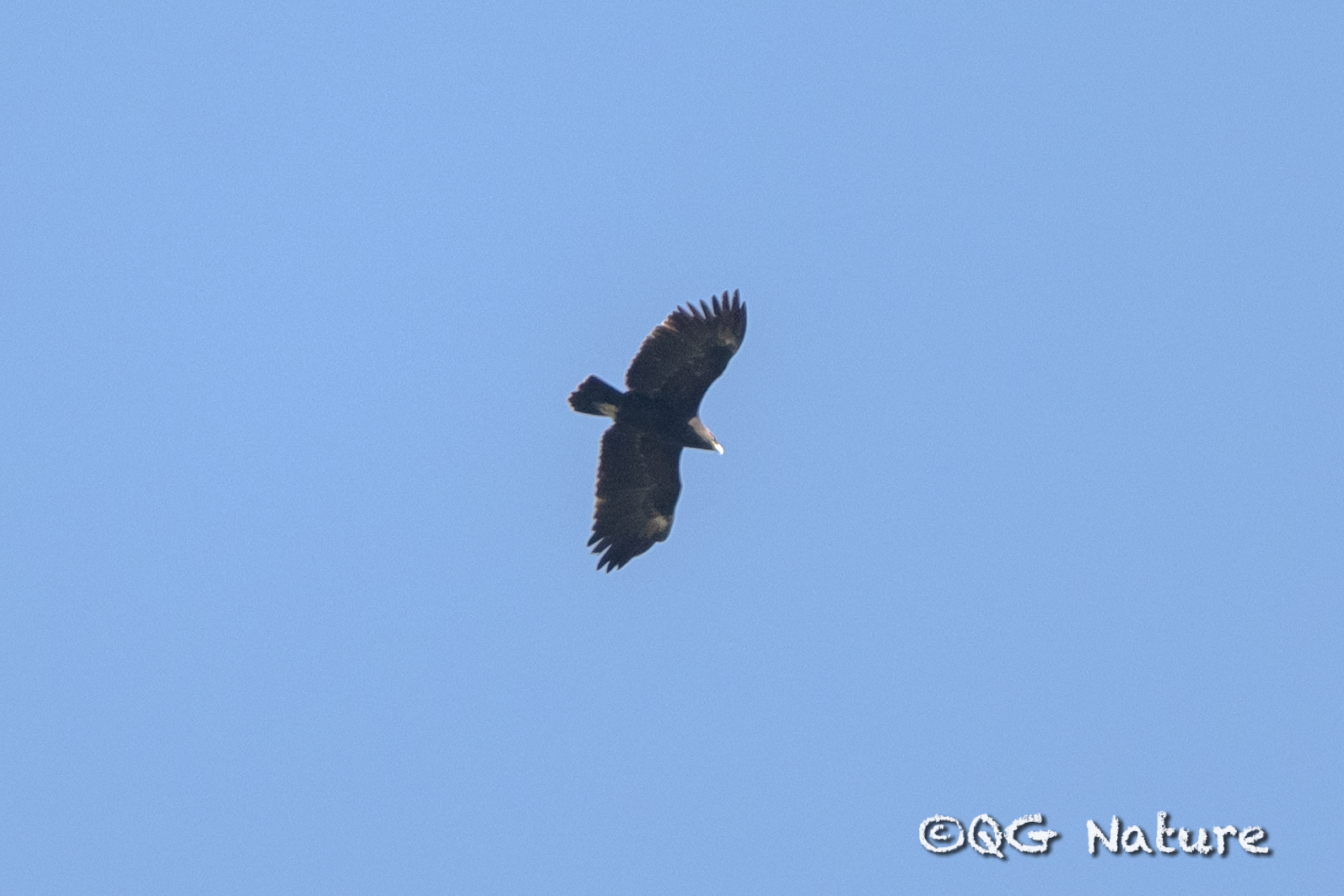 Greater Spotted Eagle