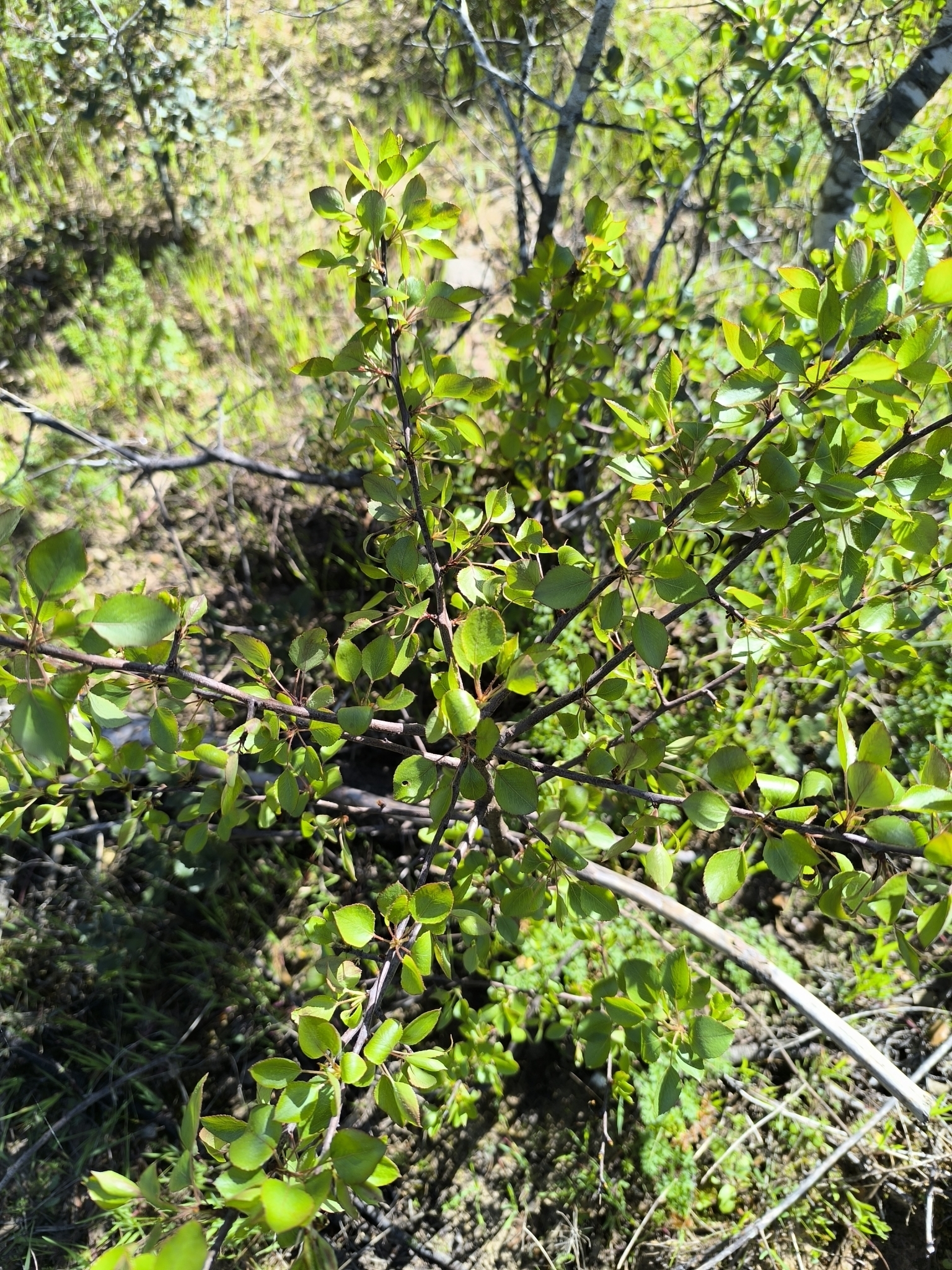 Imagem de Pera-do-campo