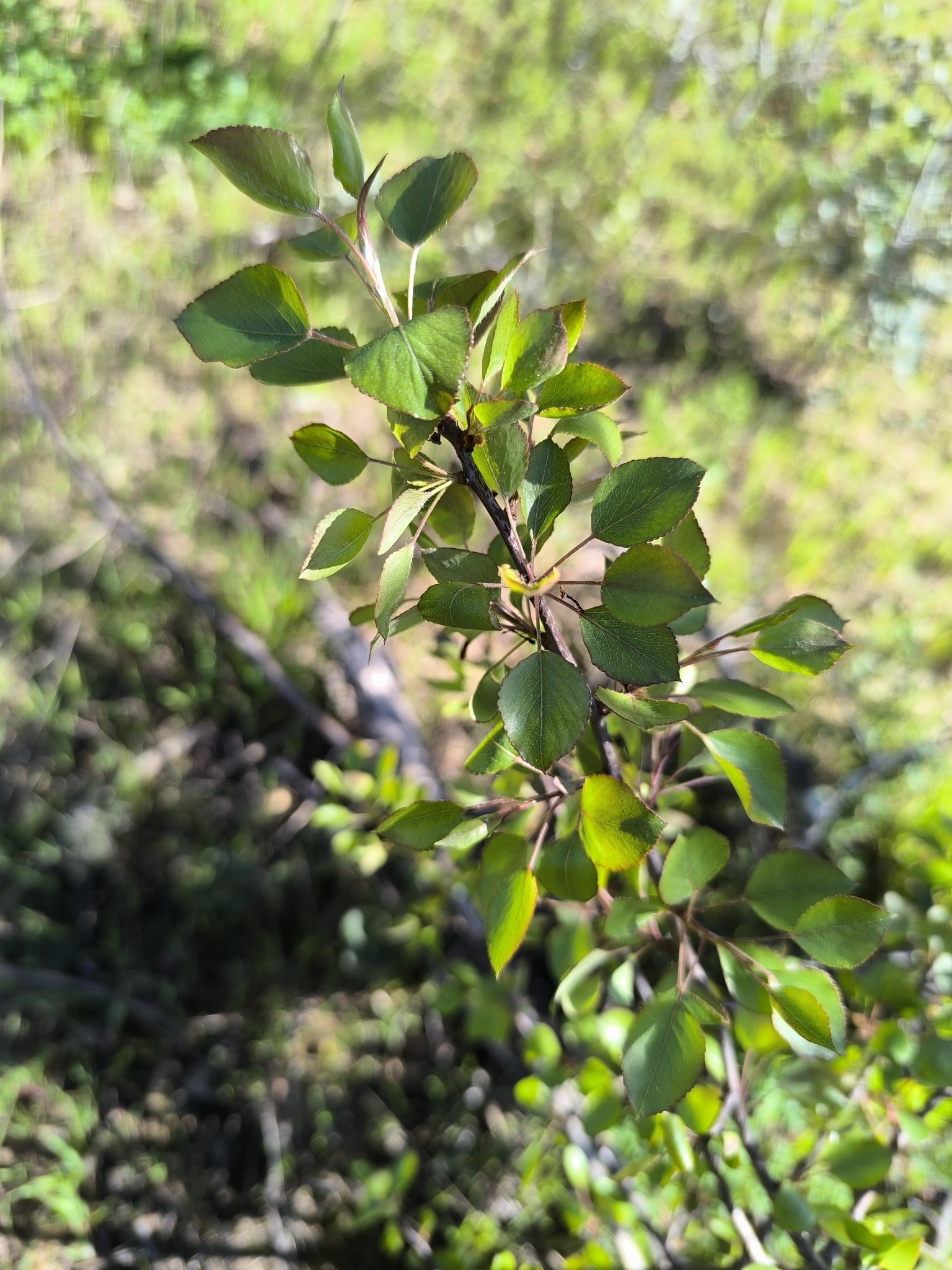 Imagem de Pera-do-campo