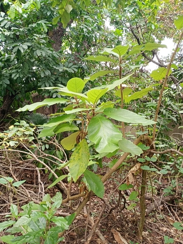 Foto de Panacéia