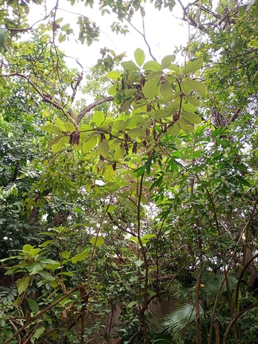 Foto de Panacéia