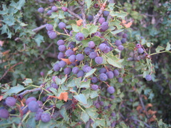 Berberis fremontii