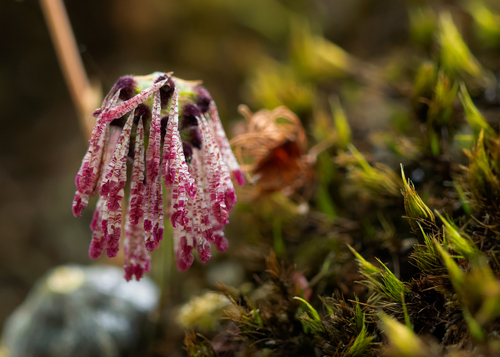 Bulbophyllum dhaninivatii