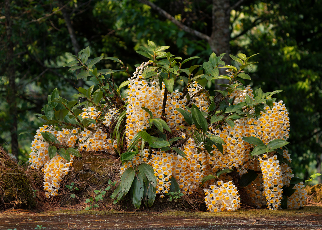 Dendrobium thyrsiflorum Rchb.f.