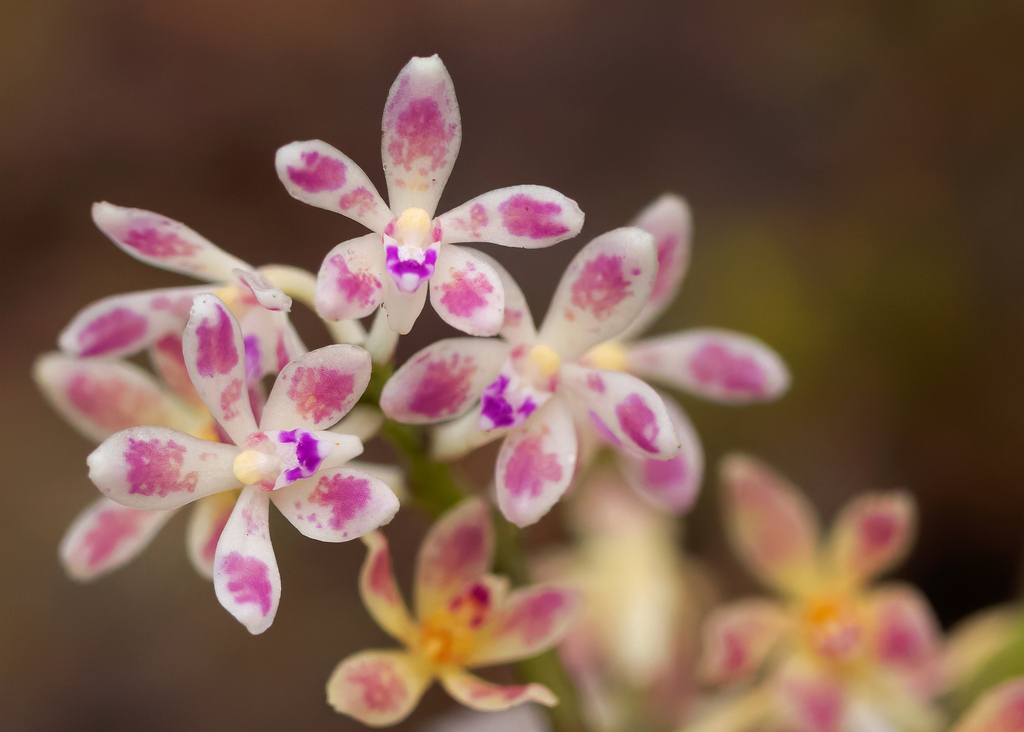 Acampe joiceyana (Acampe joiceyana)