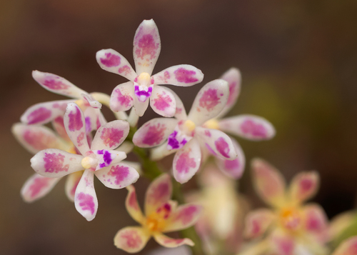 Acampe joiceyana (J.J.Sm.) Seidenf.