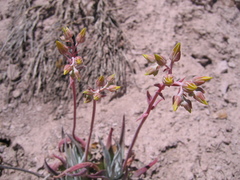 Dudleya saxosa collomiae