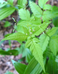 Osmorhiza purpurea