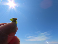 Leontodon saxatilis saxatilis