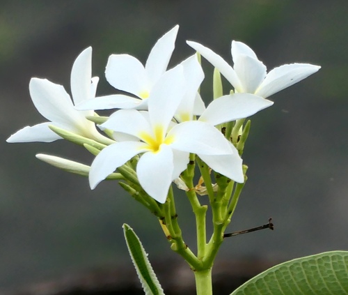 Scentless Frangipani (Plumeria inodora)