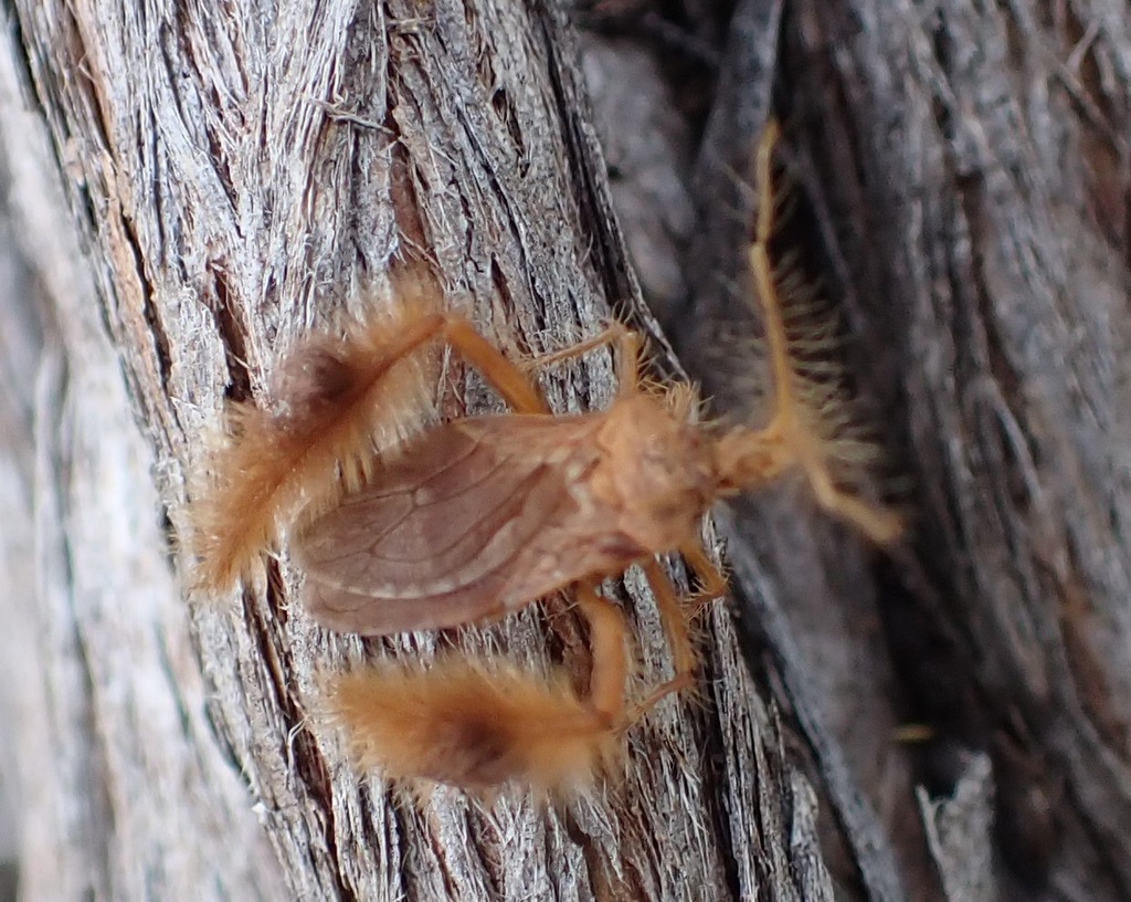 Ptilocnemus kakaduensis