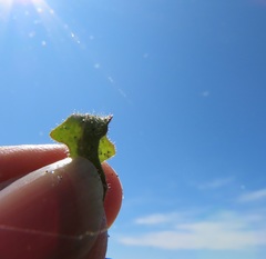 Leontodon saxatilis saxatilis