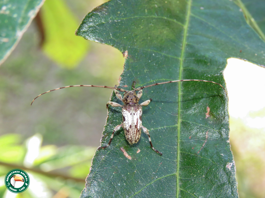 Oreodera quinquetuberculata