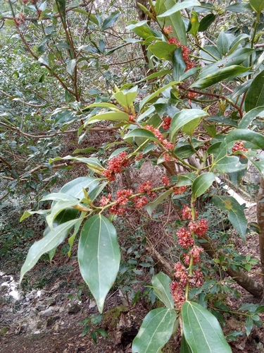 Neolitsea aciculata