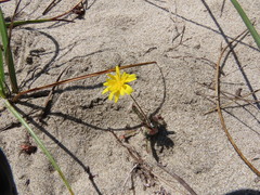 Leontodon saxatilis saxatilis