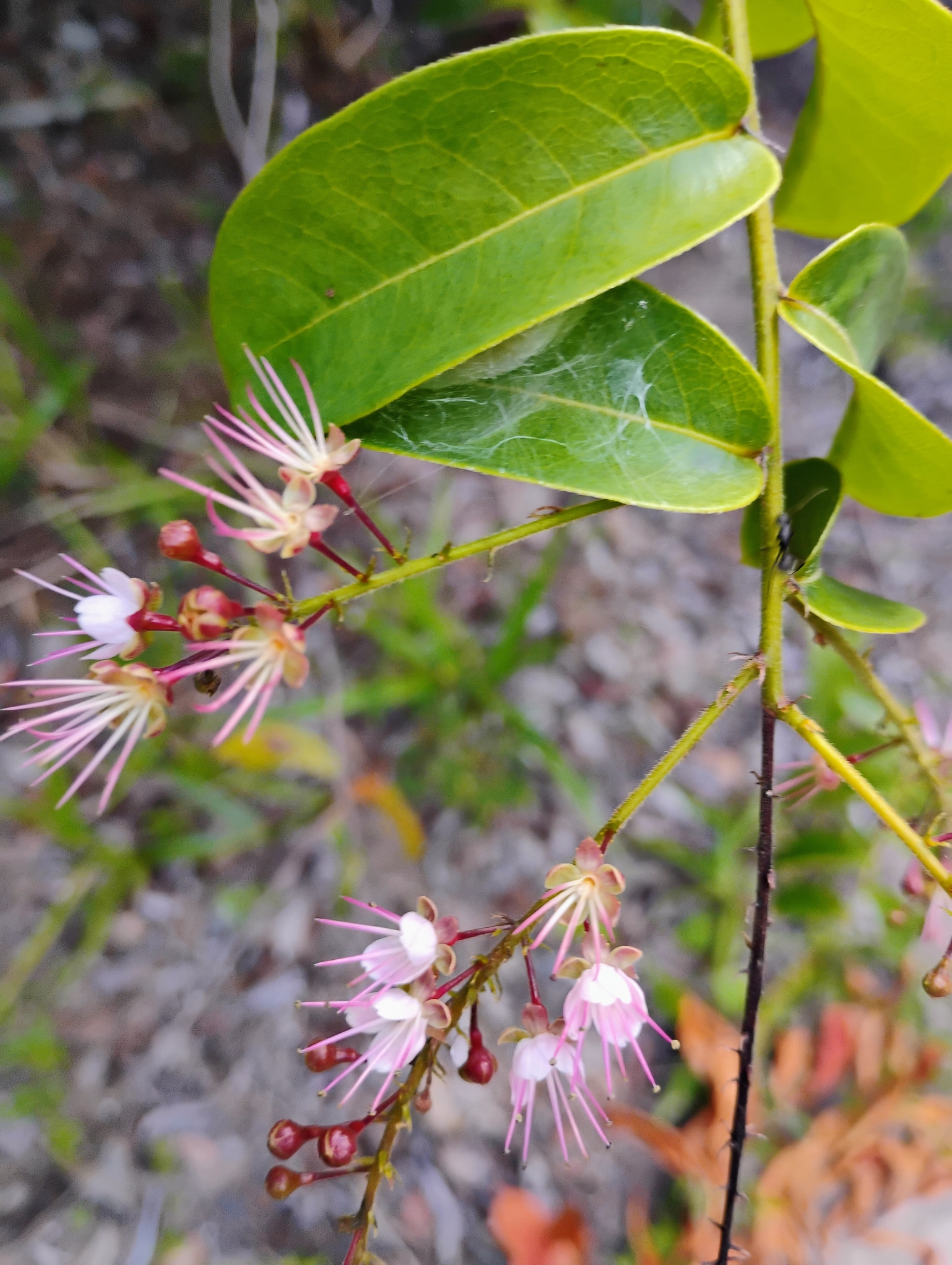 Imagem de Cereja-do-mato