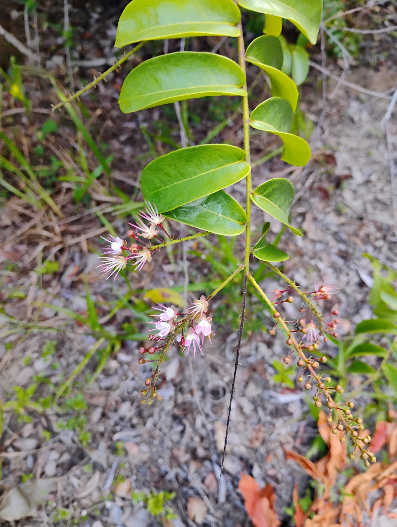 Imagem de Cereja-do-mato