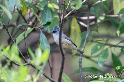 Black-chinned Yuhina (Yuhina nigrimenta), photo 5