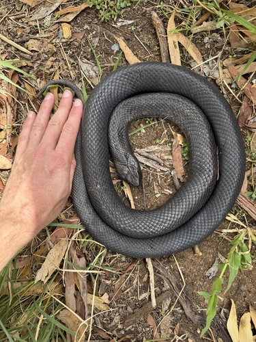 Blue-bellied Black Snake sighting