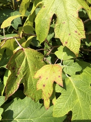Cercospora hydrangeae
