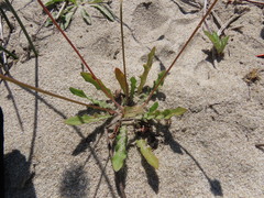 Leontodon saxatilis saxatilis