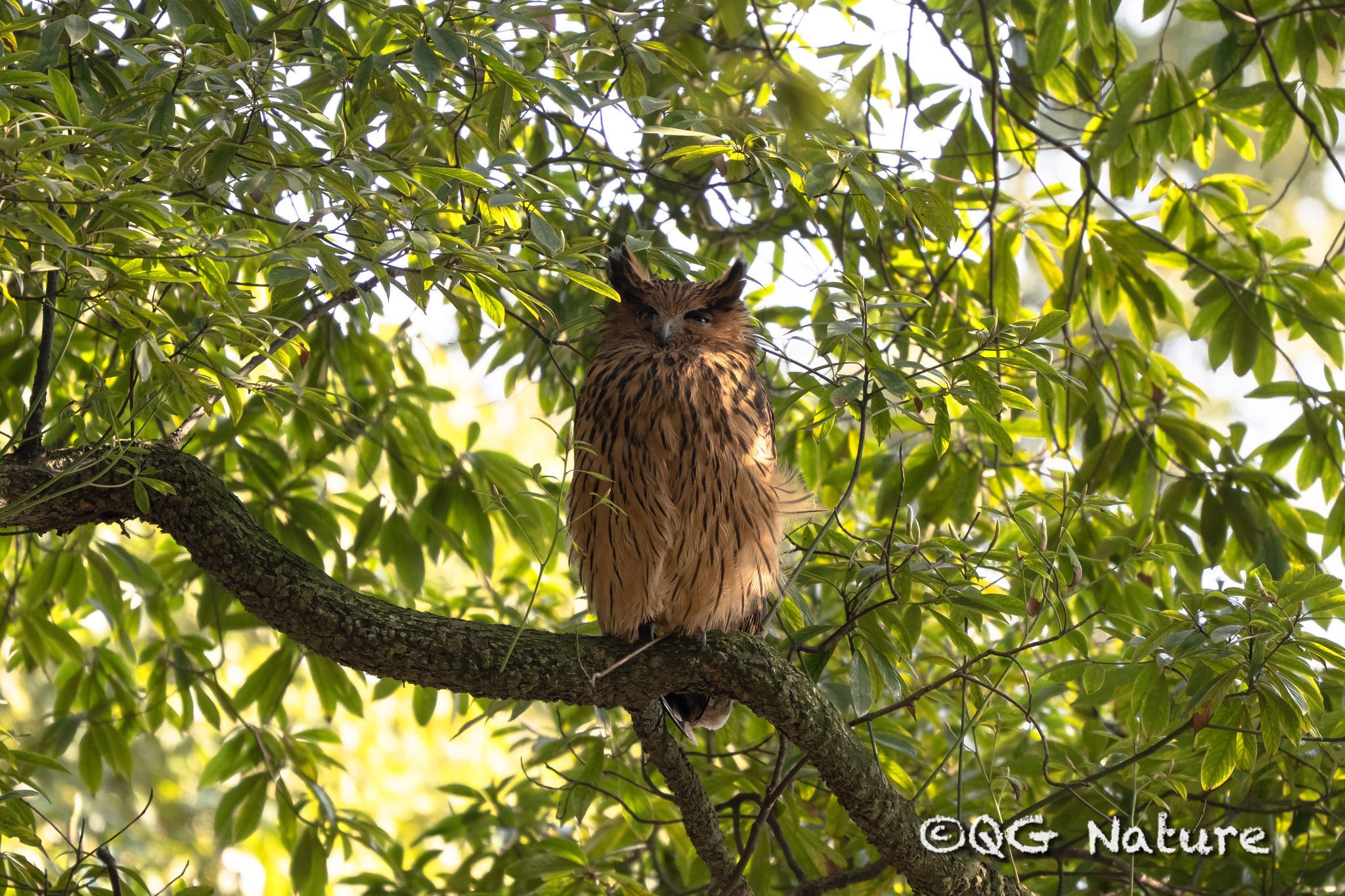 Tawny Fish Owl