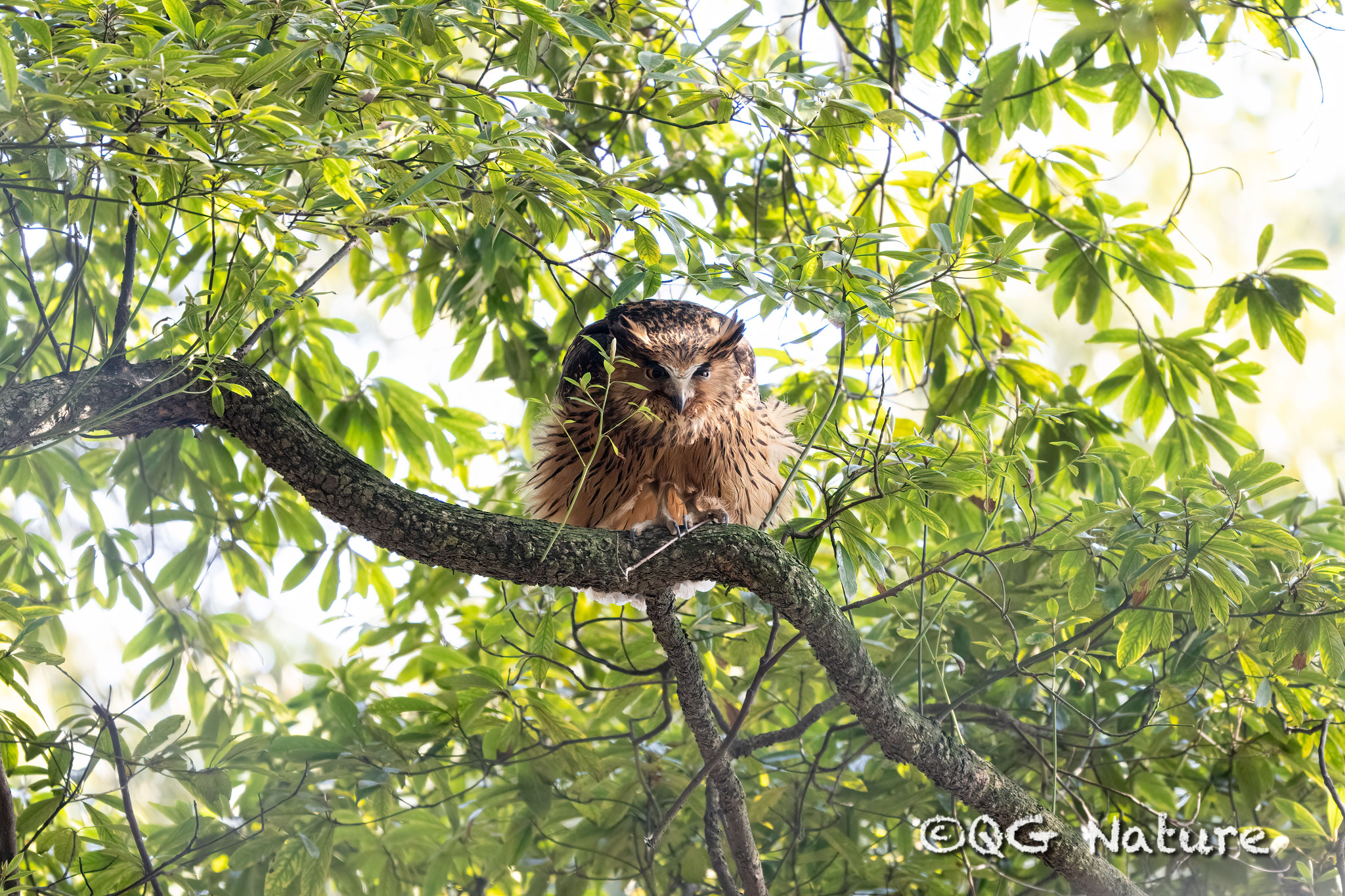 Tawny Fish Owl