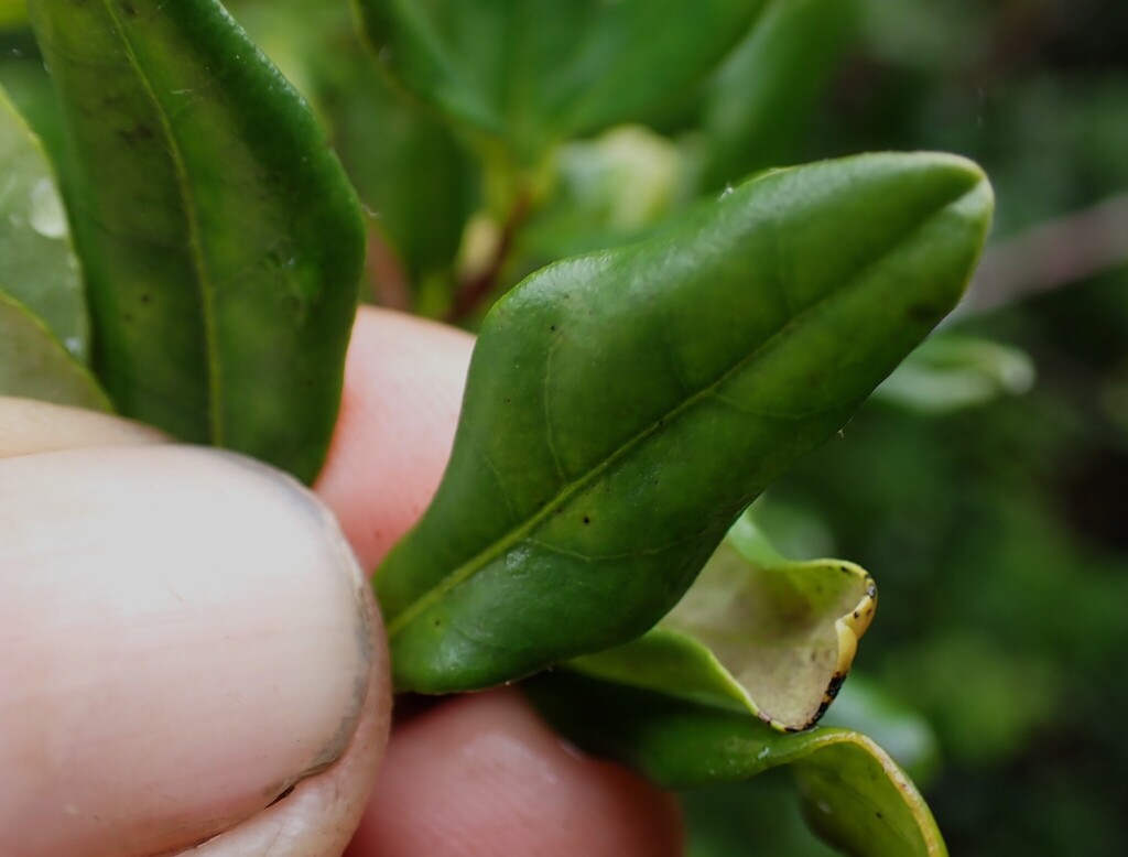 Diospyros simii; photograph (c) Nanna Joubert, some rights reserved (CC BY-SA)