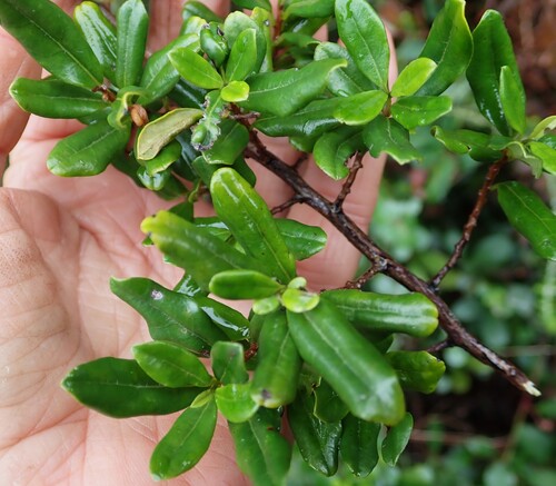 Diospyros simii, photograph 2