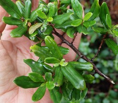 (c) Nanna Joubert, some rights reserved (CC BY-SA) Diospyros simii, photograph (c) Nanna Joubert, some rights reserved (CC BY-SA)