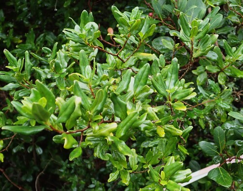 Diospyros simii, photograph 4