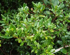 (c) Nanna Joubert, some rights reserved (CC BY-SA) Diospyros simii, photograph (c) Nanna Joubert, some rights reserved (CC BY-SA)