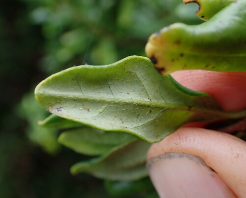 Diospyros simii, photograph 3