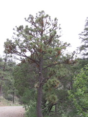 Pinus engelmannii