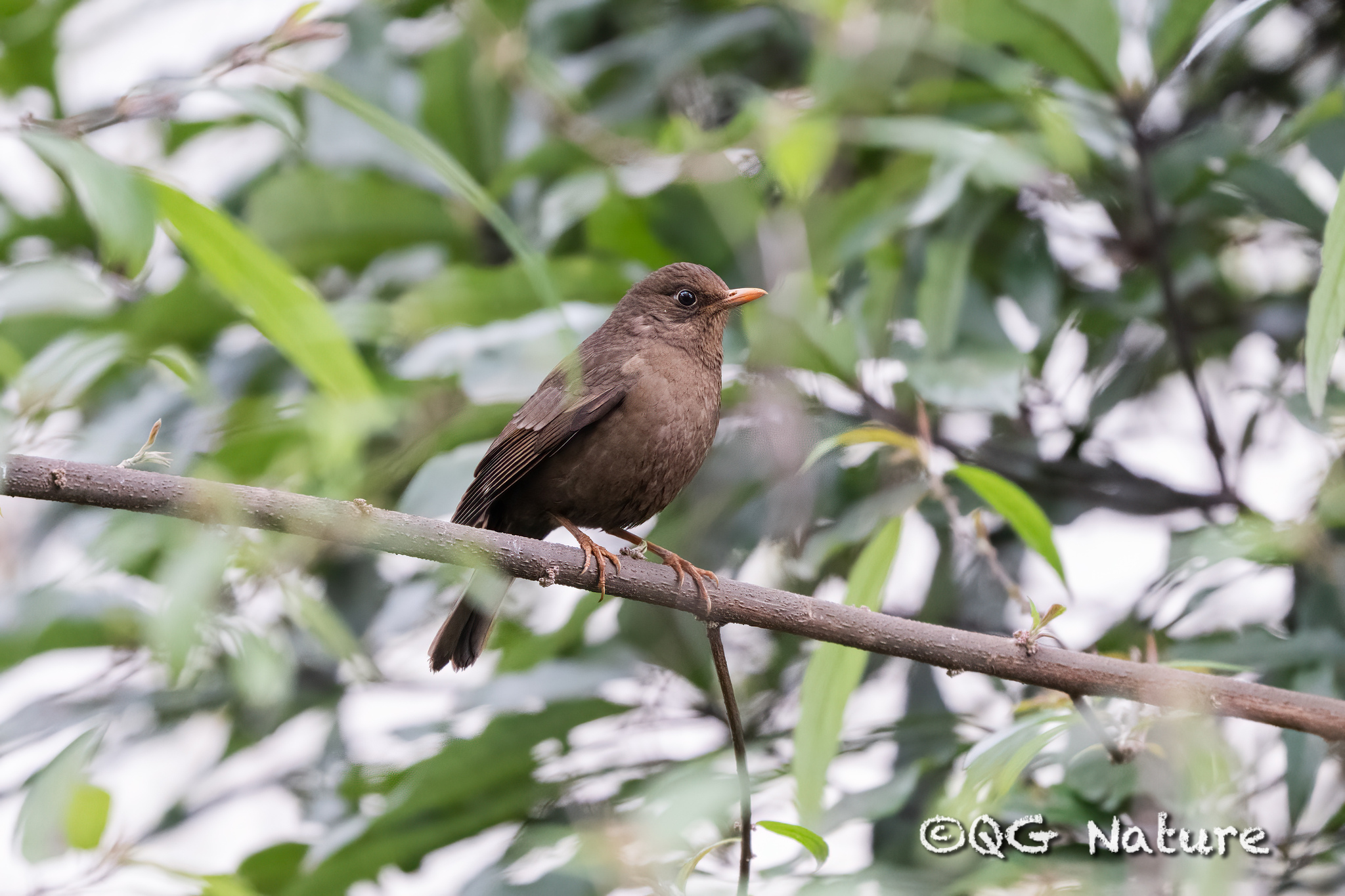 Grey-winged Blackbird