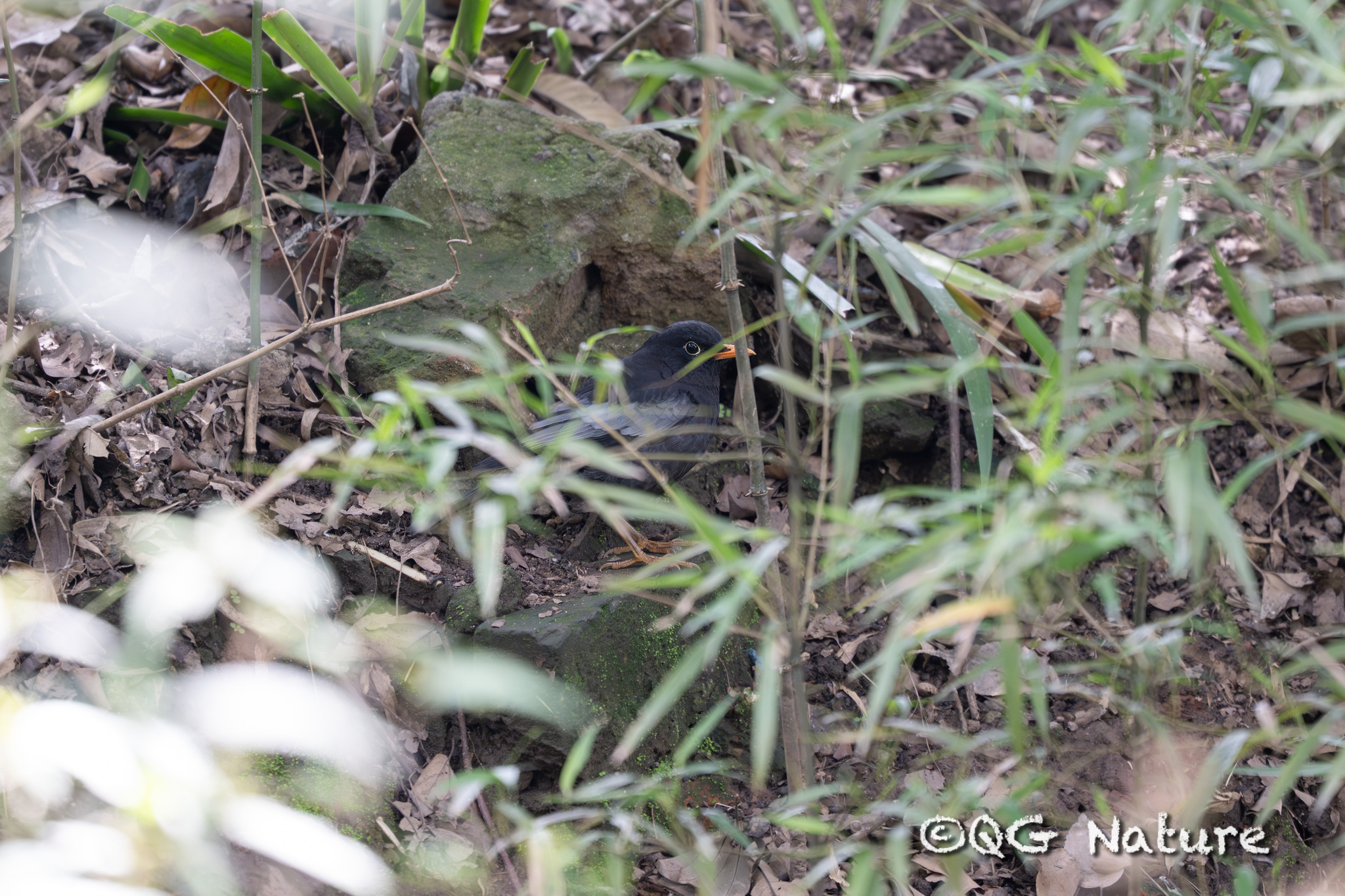 Grey-winged Blackbird
