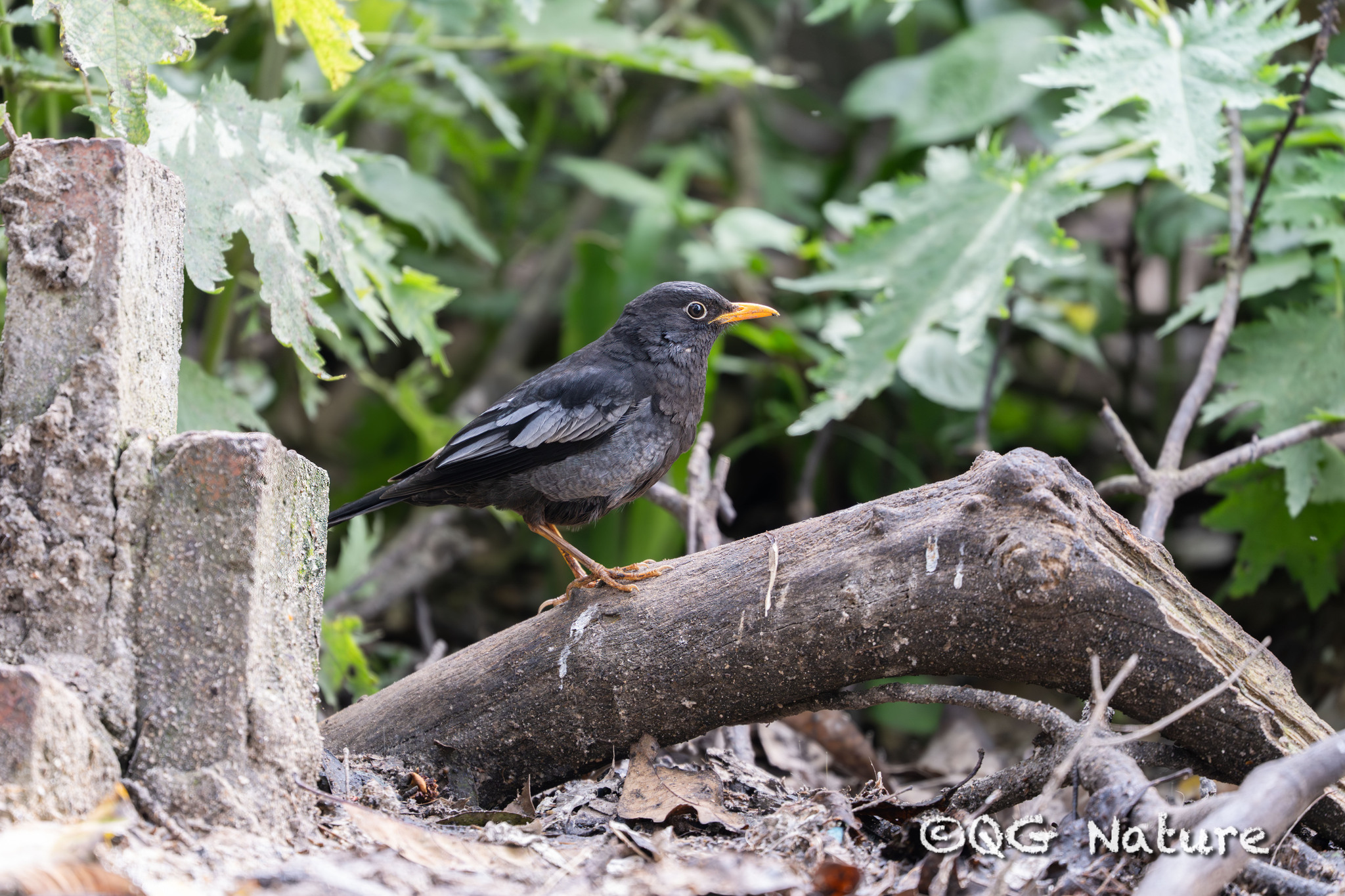 Grey-winged Blackbird