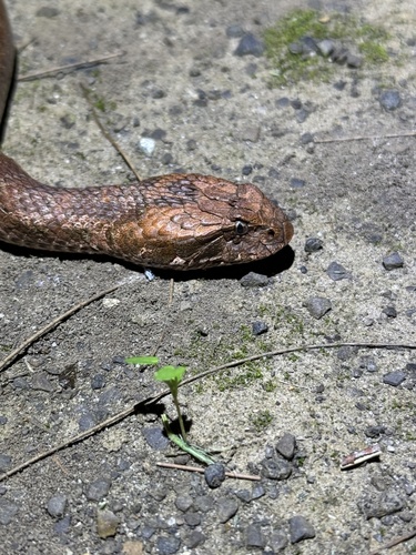 Southern Death Adder sighting