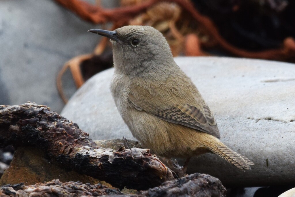 Cobb's Wren (Troglodytes cobbi) photo