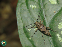 Sporetus colobotheides