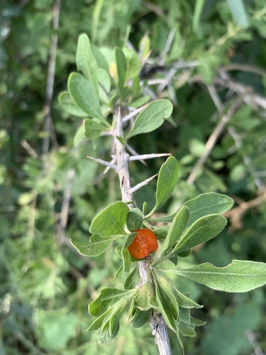 River Honeythorn (Lycium hirsutum)