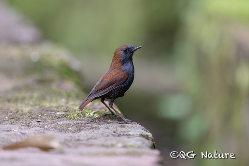 Gould's Shortwing (Heteroxenicus stellatus), photo 1