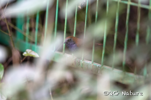 Gould's Shortwing (Heteroxenicus stellatus), photo 2