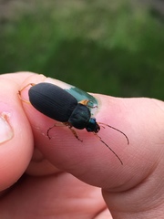 Chlaenius impunctifrons