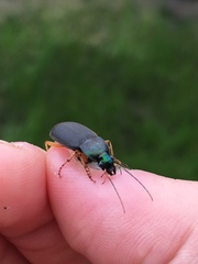 Chlaenius impunctifrons