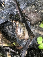 Novisuccinea ovalis